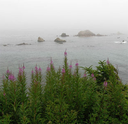 Fireweed on the Coast