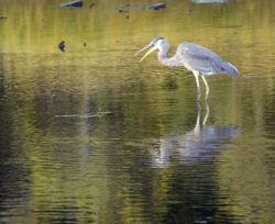 blue heron