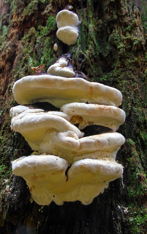 fungus