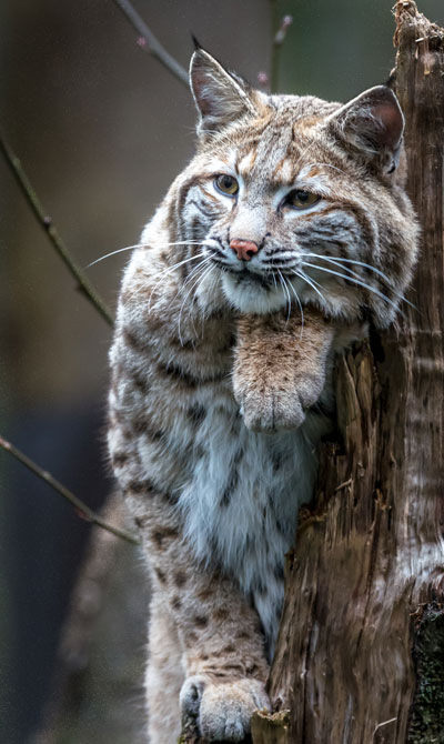 bobcat